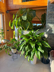 Bright modern interior with a large peace lily, philodendron and a zz plant. Golden light spills over wooden walls, stone fireplace and lush greenery of home jungle. Peaceful and natural atmosphere. © helivideo