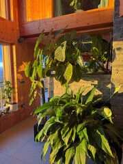 Warm evening sunlight pours across a lush indoor arrangement of peace lily and philodendron gloriosum by the stone fireplace. Modern wooden interior and layered foliage create a hygge atmosphere. © helivideo