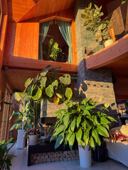 Warm golden light fills modern wooden living room packed with lush houseplants around stone fireplace. Large peace lily, philodendron and ficus create a dramatic indoor jungle and calm home atmosphere © helivideo