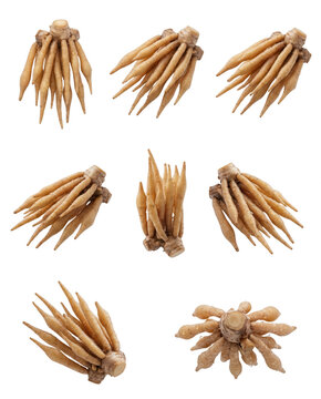 Fresh fingerroot clipart set with multiple roots and rhizomes isolated on transparent background