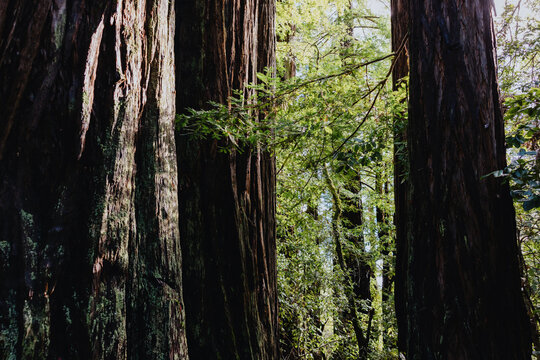 Tall redwood trees in dense green forest