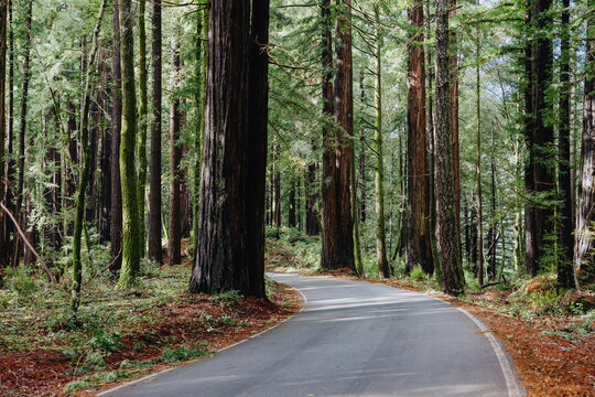 Curved road through dense redwood forest