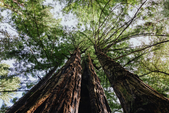 Tall trees viewed from below in dense forest