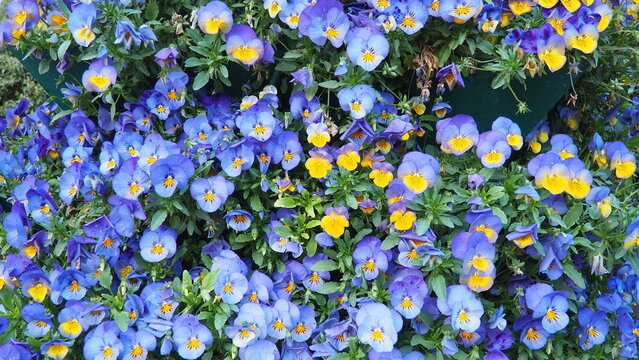Garden pansy Viola wittrockiana, polychromatic large-flowered hybrid plant. Pansies viola tricolor, a wildflower of Europe and western Asia known as heartsease. Horticultural variety of wild pansy
