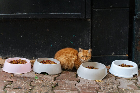 Stray orange cat surrounded by food bowls