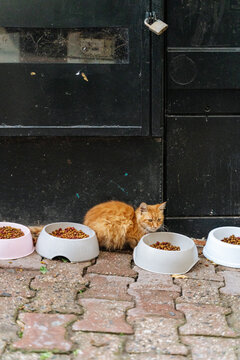 Stray orange cat beside food bowls on pavement