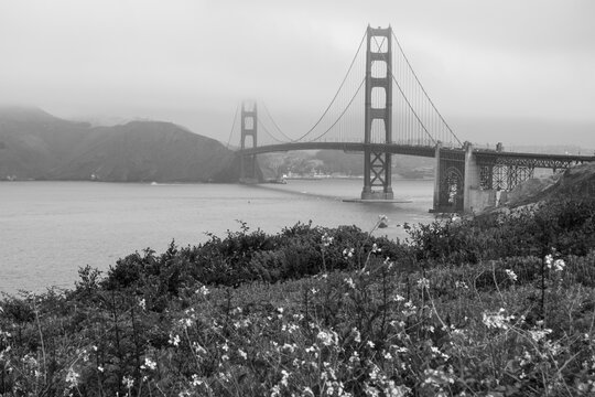  Bridge framed by flowers in monochrome
