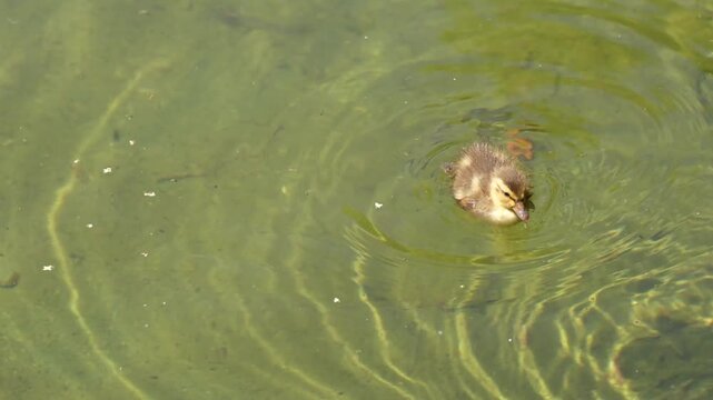 Patito nadando y comiendo en el agua de un estanque