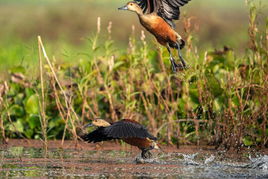 Lesser Whistling Ducks (Dendrocygna javanica) taking flight from water