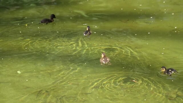 Patitos nadando en un estanque y buscando comida