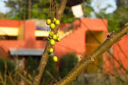 Green fruits on tree branch with blurred village houses in Sauraha, Nepal