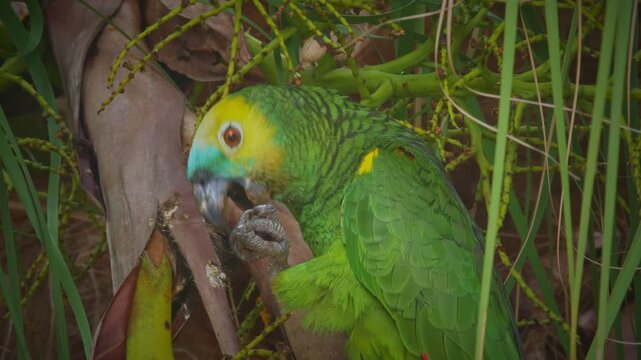 Turquoise-fronted Parrot (Amazona aestiva) Close-Up Eating Palm Fruit in Tropical Rainforest