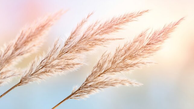 feathery. Soft pink and beige dried pampas grass stems against a blurred pastel background, glowing in backlight. event programs.
