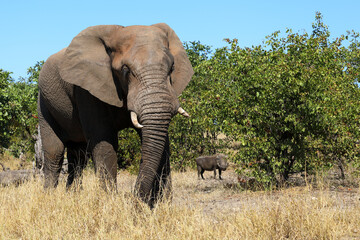 Obraz premium Afrikanischer Elefant und Warzenschwein / African elephant and Warthog / Loxodonta africana et Phacochoerus africanus