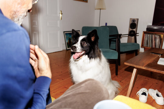 Cozy dog play session