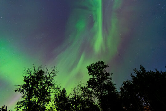 Evergreen Silhouettes Under the Northern Lights