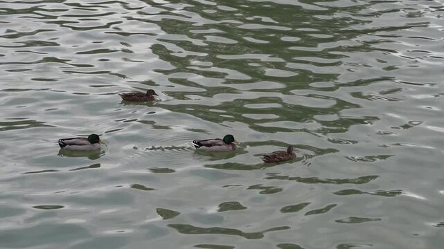 Patos nadando en el r&iacute;o Guadalquivir