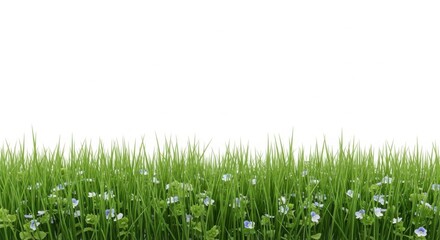 Fototapeta premium Green Grass and Wildflowers Meadow Border Isolated on White Background