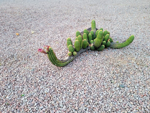 Colorful magenta-tinted spent flowers of Argentine Giant cactus (Echinopsis candicans) after blooming a single night during spring in desert environment