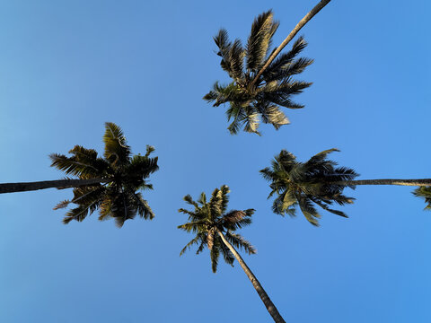 Four Palm Trees