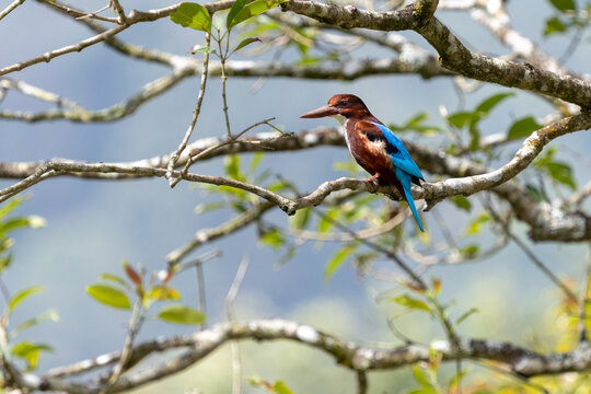 White Throated Kingfisher