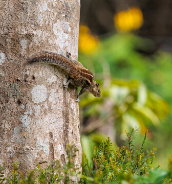Indian Palm Squirrel