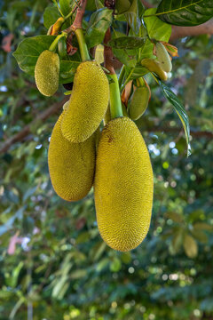 Jackfruit