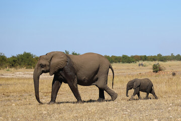 Fototapeta premium Afrikanischer Elefant / African elephant / Loxodonta africana