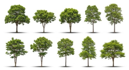 Fototapeta premium Collection of 10 Diverse Green Trees Isolated on White Background