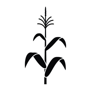 A stylized black and white illustration of a single corn stalk with leaves and tassel.