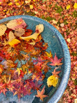 Autumn leaves in birdbath