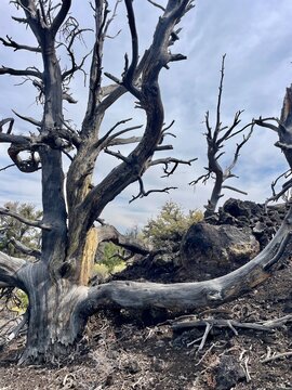 Remains of fire damaged tree 