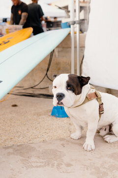 Bulldog by Surfboards