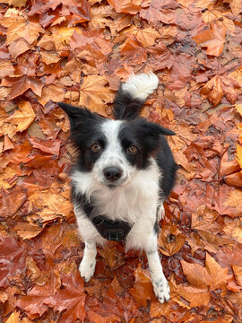 Autumn stroll