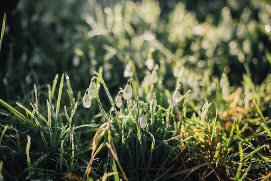 Snowdrops Backlit by Winter Sunshine