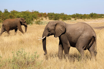 Fototapeta premium Afrikanischer Elefant / African elephant / Loxodonta africana