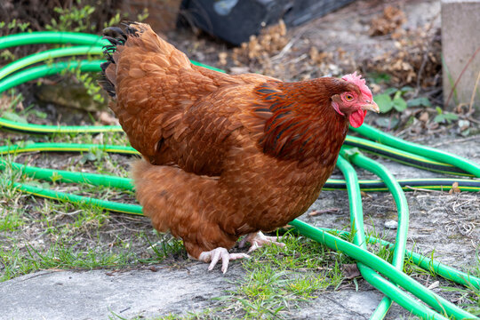 Brown hen standing on a backyard path next to a green garden hose, domestic chicken in a rural farm environment during a sunny day.