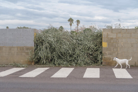 Nature&rsquo;s Roadblock