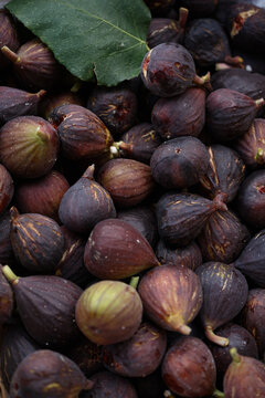 Fresh Figs Collected From a Garden in the Early Morning