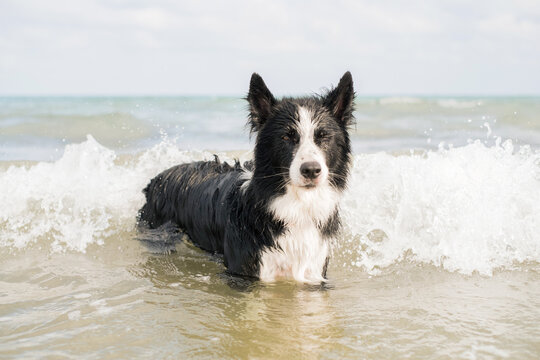 Ocean Breeze and a border collie