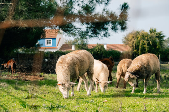 Sheep Graze on Grass in a Sunny Field Near a Farm