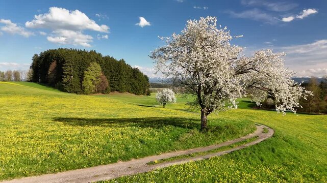 Spring countryside meadow with blooming apple tree, dandelions field and winding path, Alpine foothills Europe slow motion