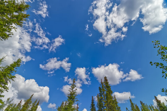Pine trees lookin gup to the summer blue sky in Yukon, Canada