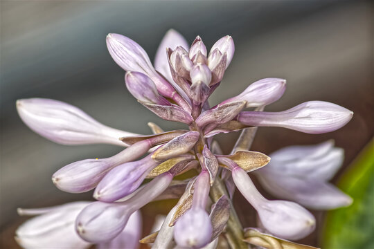 Purple seasonals in home gardens in the summer, Whitehorse, YT, Canada