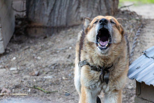 Aggressive large dog barking with open mouth and showing teeth while tied on a chain in a rural yard, guarding the property near a kennel.