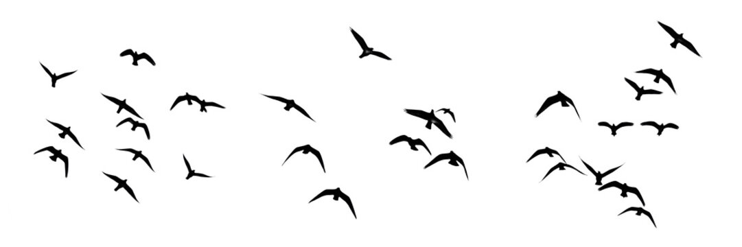 Set of Three Silhouettes of Flocks of Birds Flying in the Sky Migrating Groups of Crows or Pigeons for Nature and Wildlife Concept Isolated on White Background PNG Format Without Logo