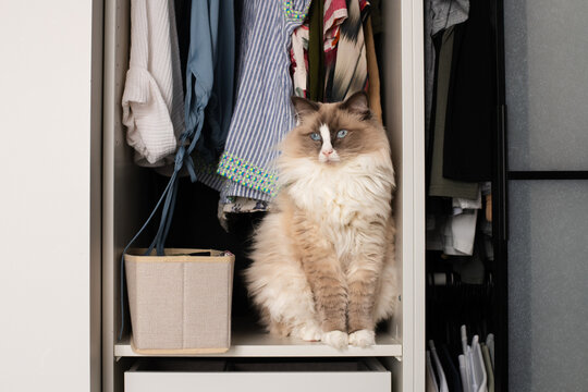 cat sitting inside wardrobe