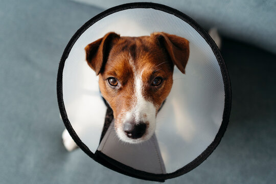 A Dog in a Protective Medical Cone 