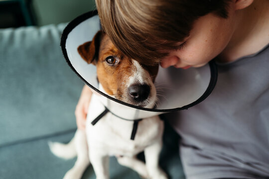 Sweet Moments of Care Between a Boy and His Dog in a Cozy Room