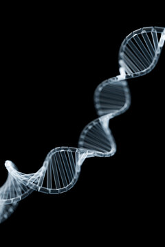 Curved DNA double helix in vertical twist